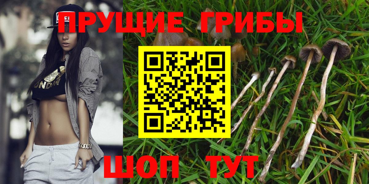 Галлюциногенные грибы Psilocybe Чита